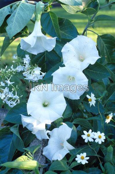 Datura metel