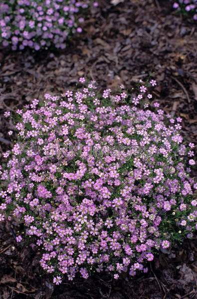 Gypsophila elegans 'Gypsy'