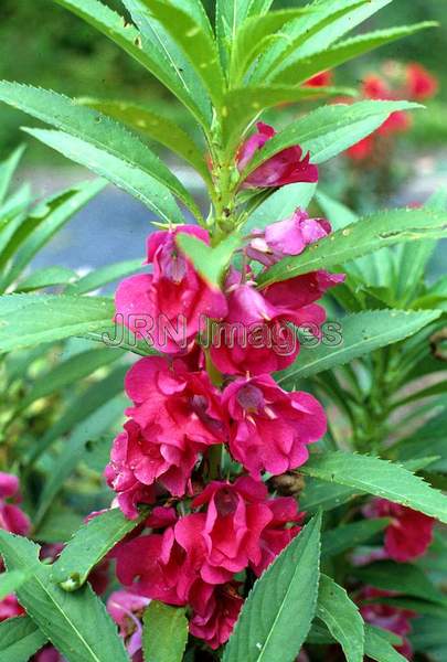 Impatiens balsamina