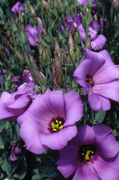 Eustoma grandiflora