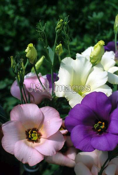 Eustoma grandiflora