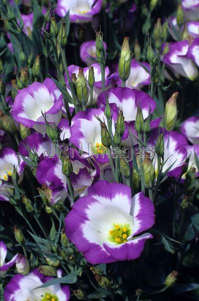 Eustoma grandiflora