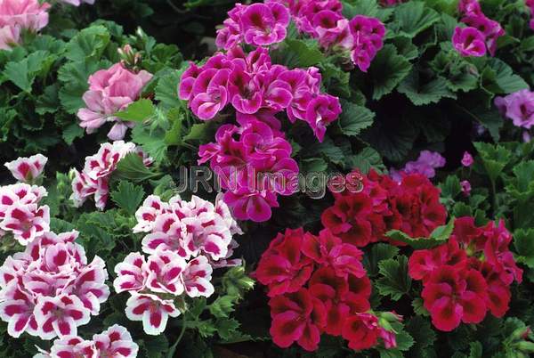 Pelargonium x domesticum