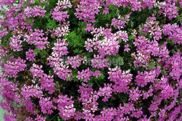 Pelargonium peltatum