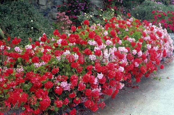 Pelargonium hortorum