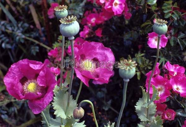 Papaver somniferum