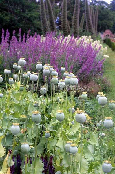 Papaver somniferum