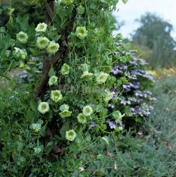 Cobaea scandens