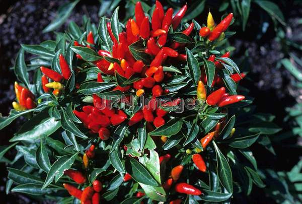 Capsicum annuum 'Candlelight'