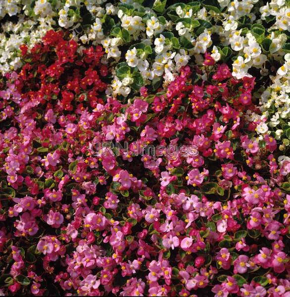 Begonia semperflorens