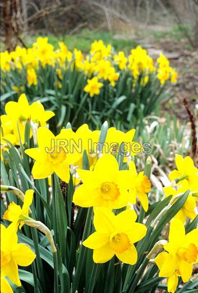 Narcissus 'Ceylon'