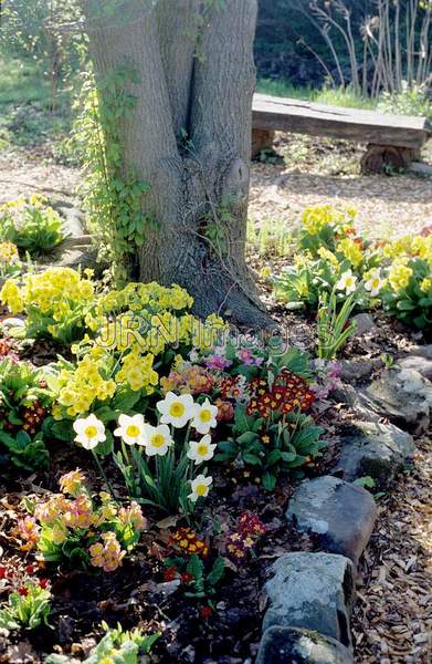 Narcissus 'Rainbow'