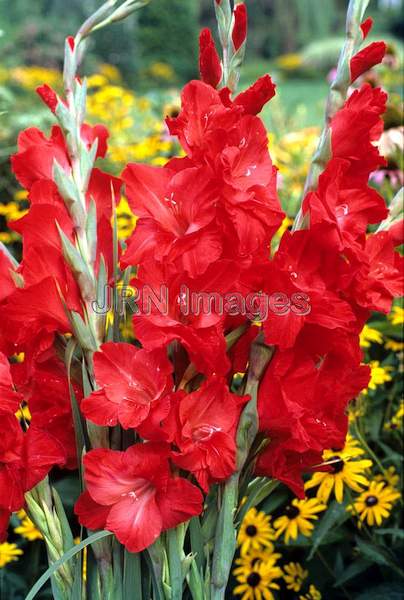 Gladiolus hybrid 'Red Bird'