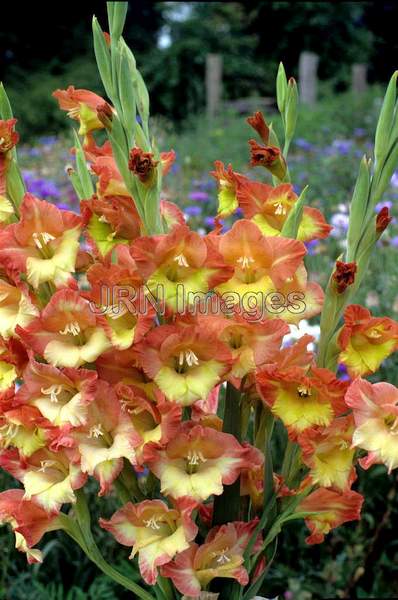 Gladiolus hybrid 'Tiny Tot'