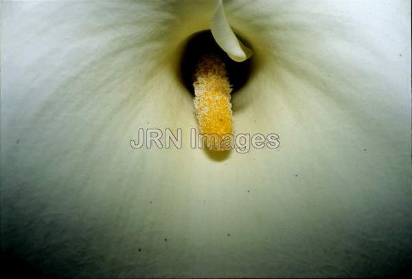 Zantedeschia aethiopica