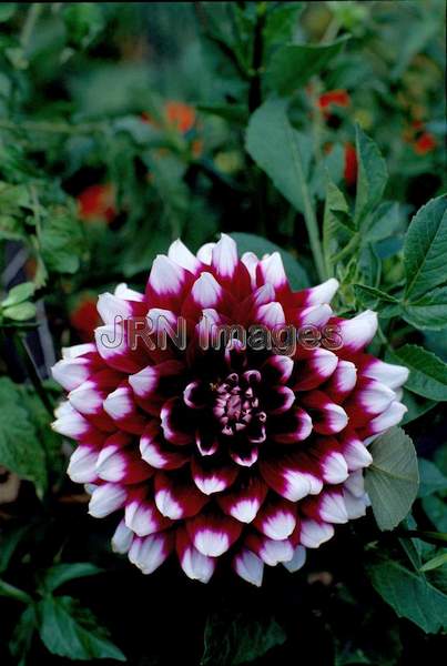 Dahlia 'Jean Marie'