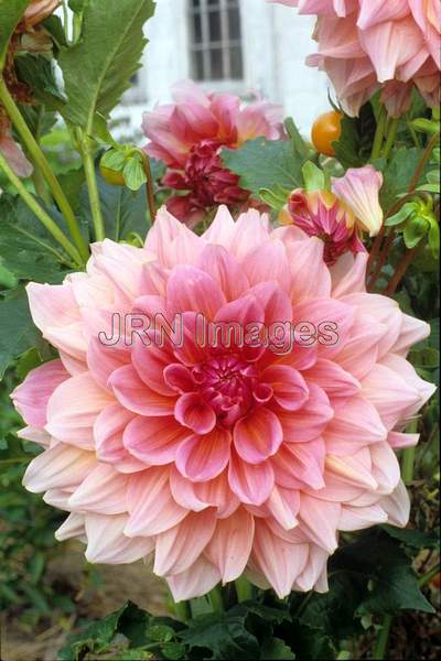 Dahlia 'Otto's Thrill'