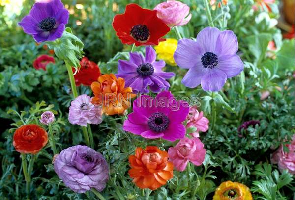 Anemone coronaria