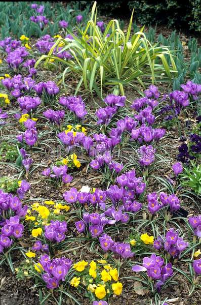 Crocus vernus