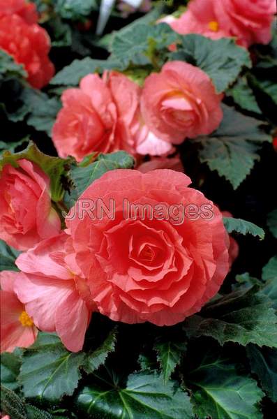 Begonia x tuberhybrida