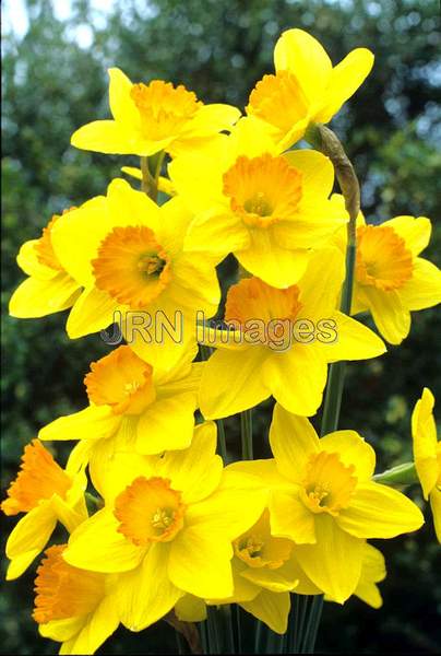 Narcissus 'Ceylon'