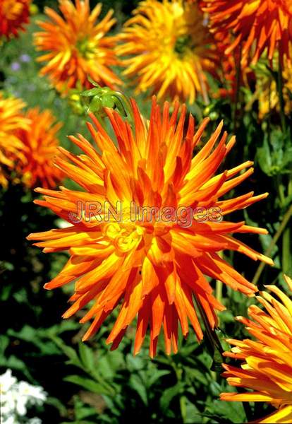 Dahlia 'Golden Heart'