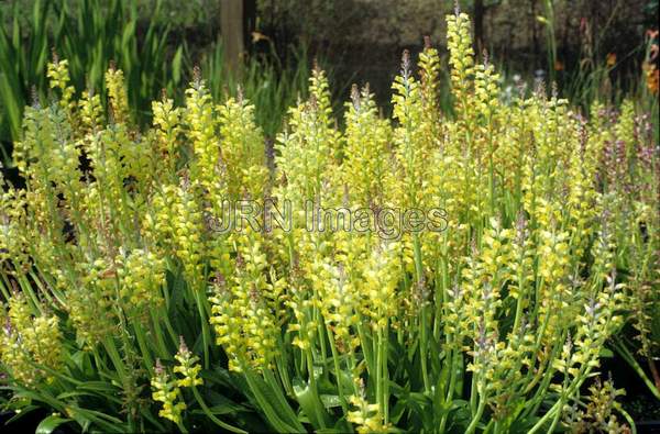 Lachenalia hybrid 'Romaud'