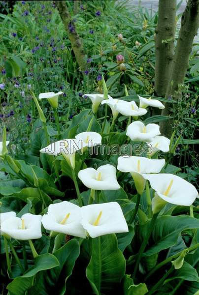 Zantedeschia aethiopica