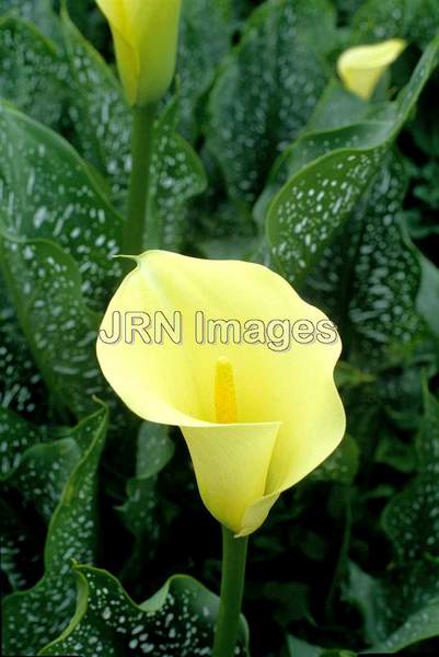 Zantedeschia elliottiana