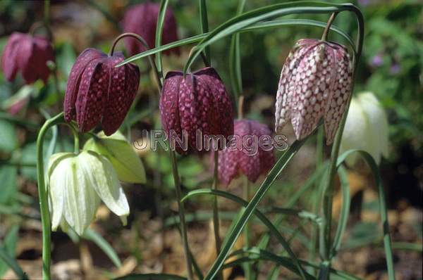 Fritillaria meleagris