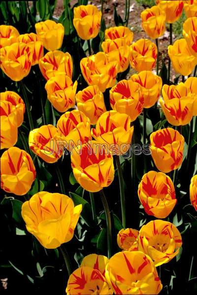 Tulipa 'Dutch Fair'