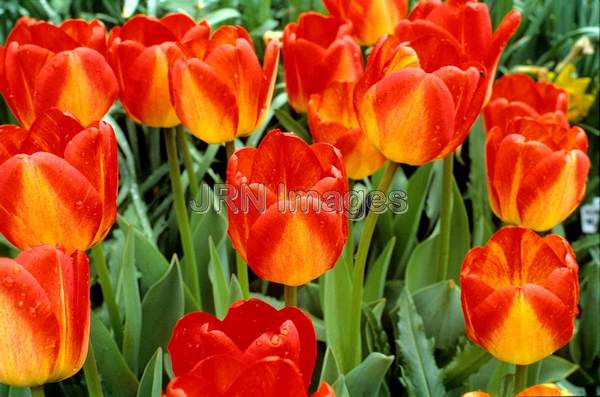 Tulipa 'Orange Queen'