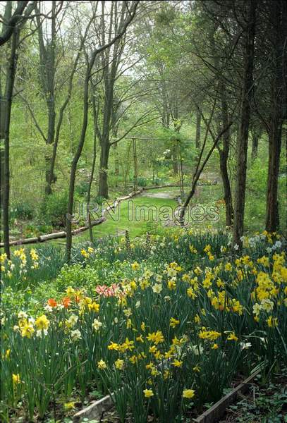 Narcissus mixed colors