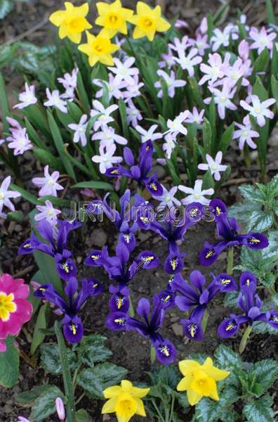 Iris reticulata