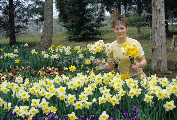 Narcissus 'Ice Follies'