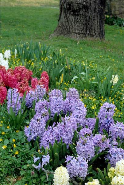 Hyacinthus orientalis 'Delft Blue'