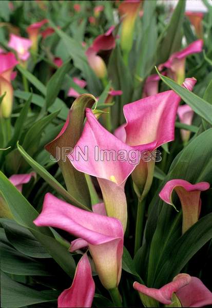 Zantedeschia 'Super Gem'