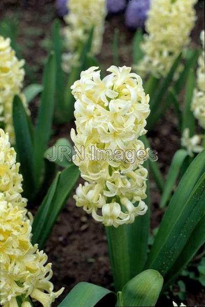 Hyacinthus orientalis 'City of Haarlem'