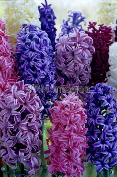 Hyacinthus orentialis