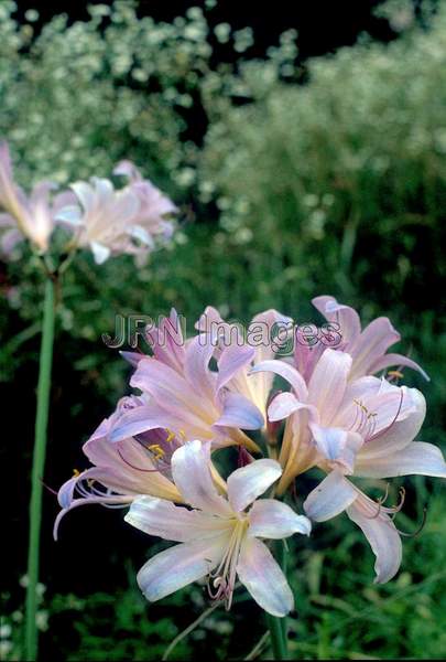 Lycoris squamigera