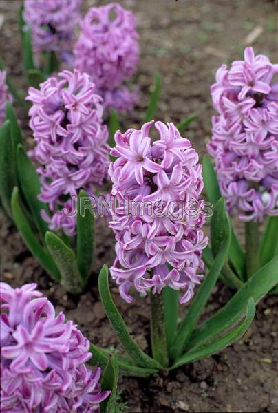 Hyacinthus orientalis 'Cornelia'