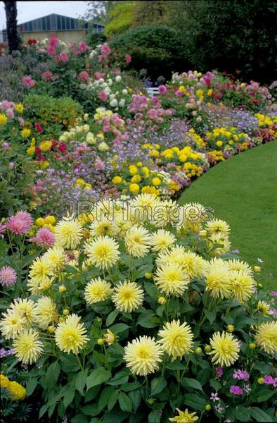 Dahlia 'cactus flowered'