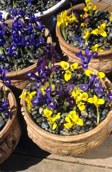 Iris reticulata and Iris daenfordii