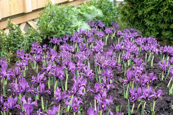 Iris reticulata