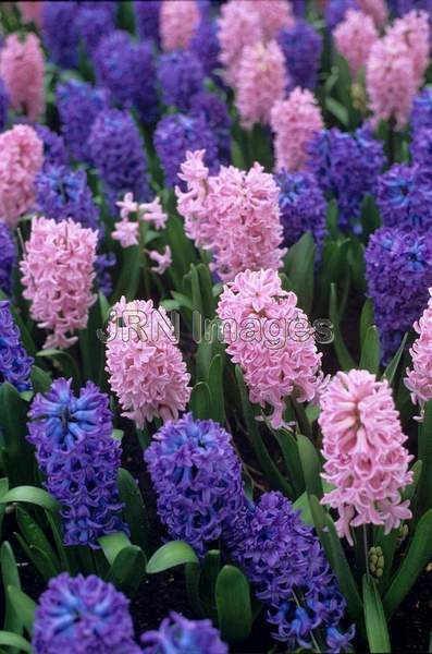 Hyacinthus orientalis