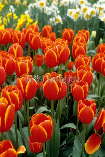 Tulipa 'World's Favorite'