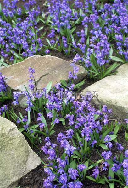 Scilla sibirica