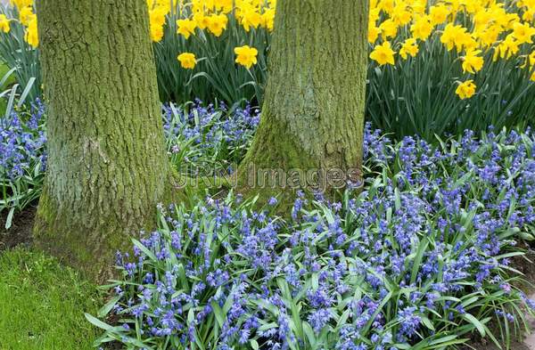 Scilla sibirica