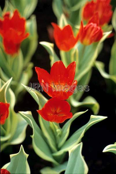 Tulipa praestans 'Unicum'