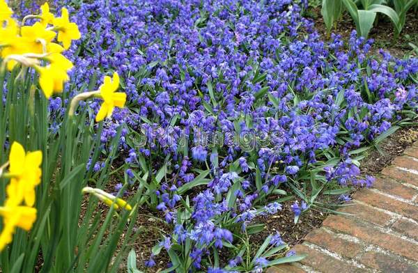 Scilla sibirica